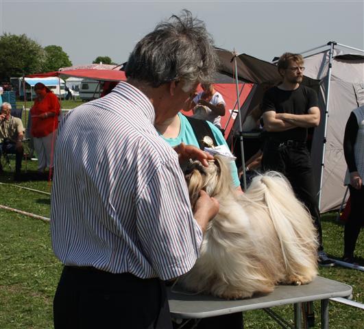 Shih Tzu Danmark